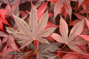 - Acer palmatum 'Bloodgood' Red Japanese Maple Tree - Mr Maple │ Buy Japanese Maple Trees