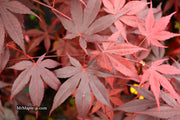 - Acer palmatum 'Bloodgood' Red Japanese Maple Tree - Mr Maple │ Buy Japanese Maple Trees