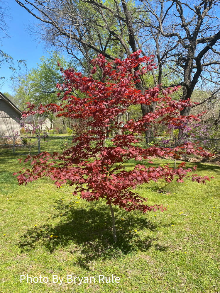 - Acer palmatum 'Bloodgood' Red Japanese Maple Tree - Mr Maple │ Buy Japanese Maple Trees