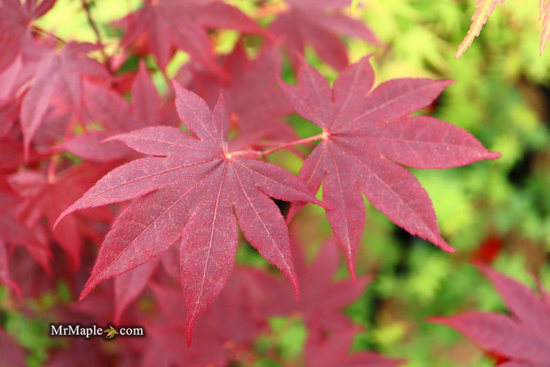- Acer palmatum 'Bloodgood' Red Japanese Maple Tree - Mr Maple │ Buy Japanese Maple Trees