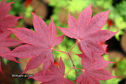 - Acer palmatum 'Bloodgood' Red Japanese Maple Tree - Mr Maple │ Buy Japanese Maple Trees