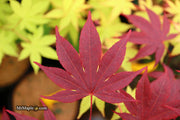 - Acer palmatum 'Bloodgood' Red Japanese Maple Tree - Mr Maple │ Buy Japanese Maple Trees