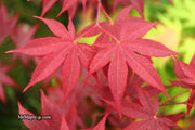 - Acer palmatum 'Bloodgood' Red Japanese Maple Tree - Mr Maple │ Buy Japanese Maple Trees