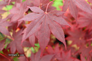 - Acer palmatum 'Bloodgood' Red Japanese Maple Tree - Mr Maple │ Buy Japanese Maple Trees