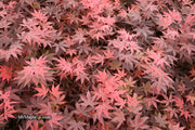 - Acer palmatum 'Bloodgood' Red Japanese Maple Tree - Mr Maple │ Buy Japanese Maple Trees