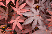 - Acer palmatum 'Bloodgood' Red Japanese Maple Tree - Mr Maple │ Buy Japanese Maple Trees