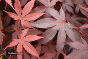 - Acer palmatum 'Bloodgood' Red Japanese Maple Tree - Mr Maple │ Buy Japanese Maple Trees