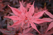 - Acer palmatum 'Bloodgood' Red Japanese Maple Tree - Mr Maple │ Buy Japanese Maple Trees