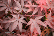 - Acer palmatum 'Bloodgood' Red Japanese Maple Tree - Mr Maple │ Buy Japanese Maple Trees