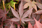 - Acer palmatum 'Bloodgood' Red Japanese Maple Tree - Mr Maple │ Buy Japanese Maple Trees