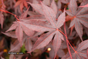 - Acer palmatum 'Bloodgood' Red Japanese Maple Tree - Mr Maple │ Buy Japanese Maple Trees