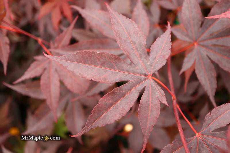 - Acer palmatum 'Bloodgood' Red Japanese Maple Tree - Mr Maple │ Buy Japanese Maple Trees
