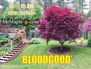 - Acer palmatum 'Bloodgood' Red Japanese Maple Tree - Mr Maple │ Buy Japanese Maple Trees