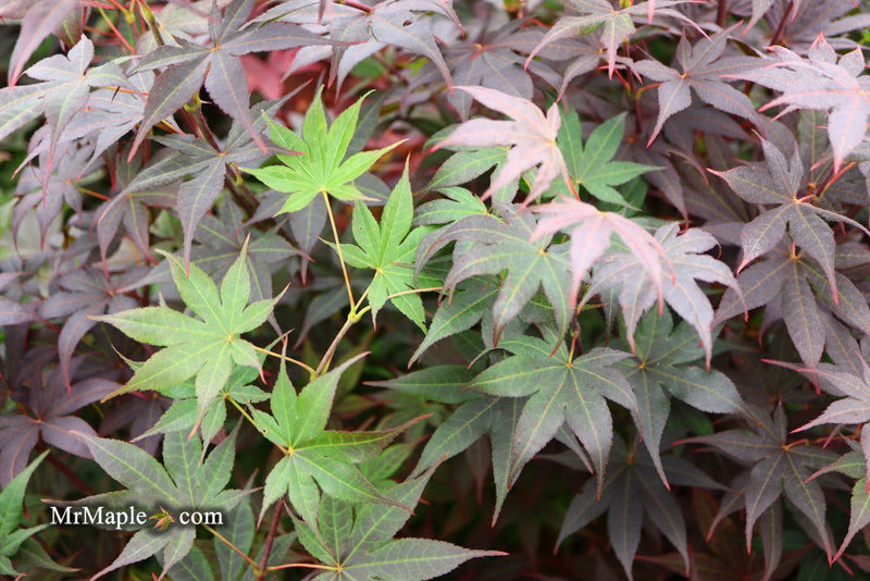 - Acer palmatum 'Bloodgood' Red Japanese Maple Tree - Mr Maple │ Buy Japanese Maple Trees