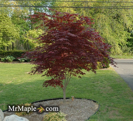 FOR PICK UP ONLY | Acer palmatum 'Bloodgood' Red Japanese Maple Tree | DOES NOT SHIP