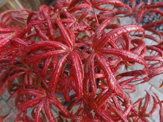 - Acer palmatum 'Bloody Talons' Japanese Maple - Mr Maple │ Buy Japanese Maple Trees