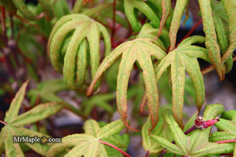- Acer palmatum 'Bloody Talons' Japanese Maple - Mr Maple │ Buy Japanese Maple Trees