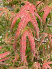 - Acer palmatum 'Bloody Talons' Japanese Maple - Mr Maple │ Buy Japanese Maple Trees