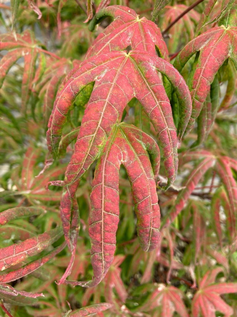 - Acer palmatum 'Bloody Talons' Japanese Maple - Mr Maple │ Buy Japanese Maple Trees