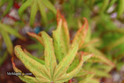 - Acer palmatum 'Bloody Talons' Japanese Maple - Mr Maple │ Buy Japanese Maple Trees
