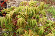 - Acer palmatum 'Bloody Talons' Japanese Maple - Mr Maple │ Buy Japanese Maple Trees