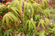 - Acer palmatum 'Bloody Talons' Japanese Maple - Mr Maple │ Buy Japanese Maple Trees