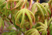 - Acer palmatum 'Bloody Talons' Japanese Maple - Mr Maple │ Buy Japanese Maple Trees