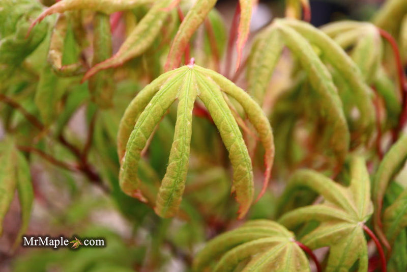 - Acer palmatum 'Bloody Talons' Japanese Maple - Mr Maple │ Buy Japanese Maple Trees