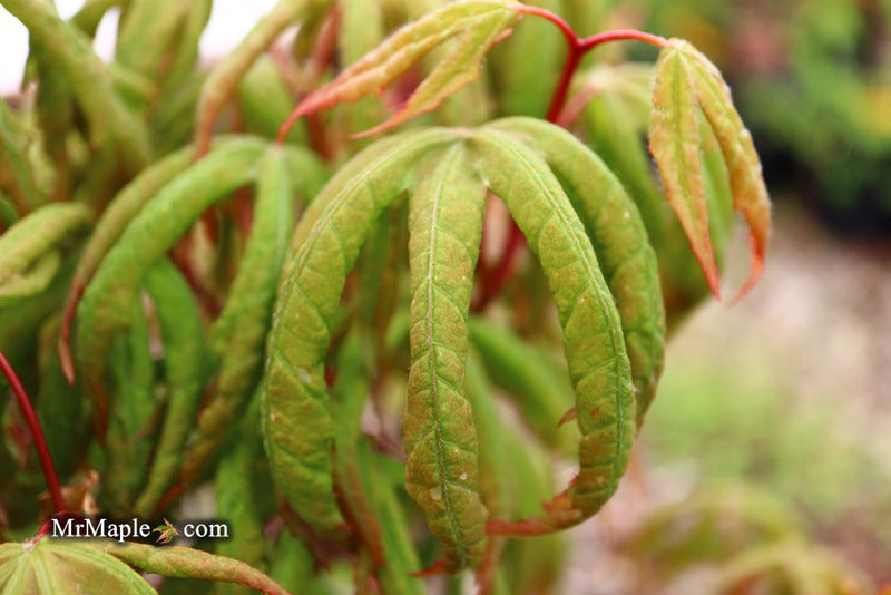- Acer palmatum 'Bloody Talons' Japanese Maple - Mr Maple │ Buy Japanese Maple Trees