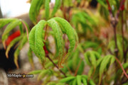 - Acer palmatum 'Bloody Talons' Japanese Maple - Mr Maple │ Buy Japanese Maple Trees