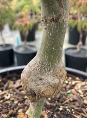 - Acer palmatum 'Bloody Talons' Japanese Maple - Mr Maple │ Buy Japanese Maple Trees