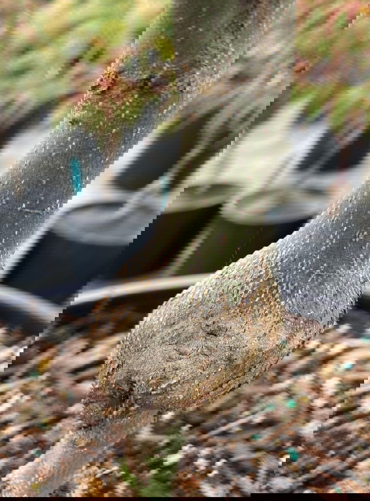 - Acer palmatum 'Bloody Talons' Japanese Maple - Mr Maple │ Buy Japanese Maple Trees