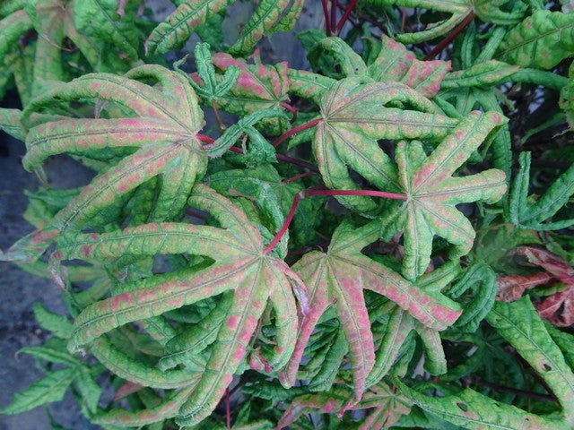 - Acer palmatum 'Bloody Talons' Japanese Maple - Mr Maple │ Buy Japanese Maple Trees