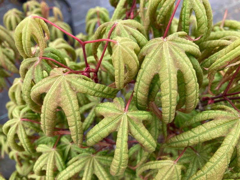 - Acer palmatum 'Bloody Talons' Japanese Maple - Mr Maple │ Buy Japanese Maple Trees