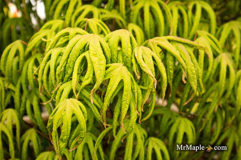 - Acer palmatum 'Bloody Talons' Japanese Maple - Mr Maple │ Buy Japanese Maple Trees