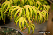 - Acer palmatum 'Bloody Talons' Japanese Maple - Mr Maple │ Buy Japanese Maple Trees