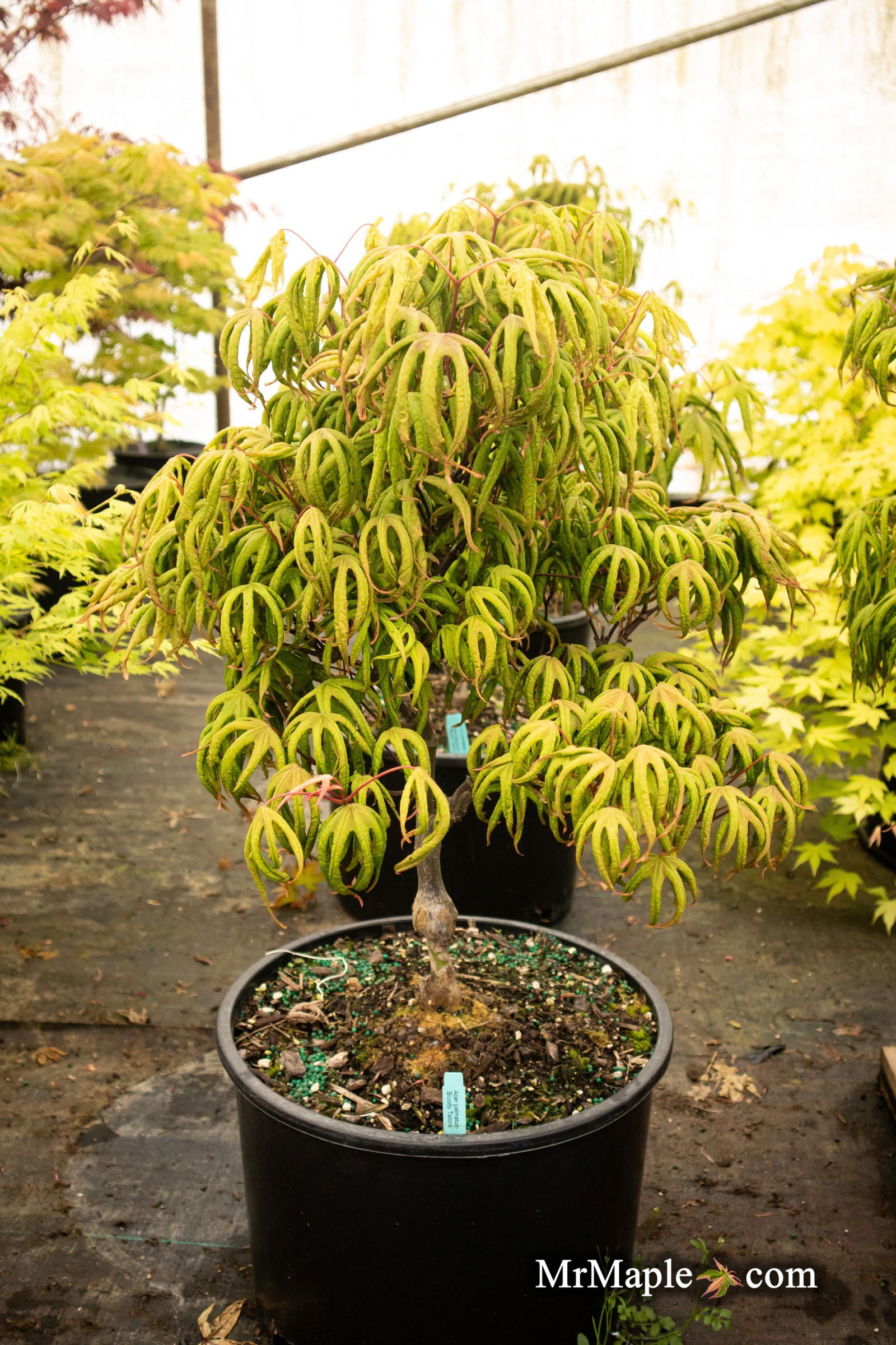 Buy Acer palmatum 'Bloody Talons' Rare Japanese Maple — Mr Maple