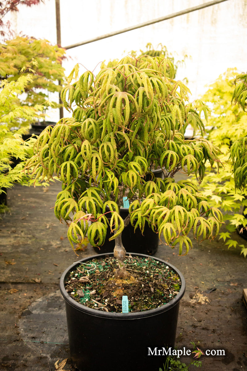 - Acer palmatum 'Bloody Talons' Japanese Maple - Mr Maple │ Buy Japanese Maple Trees