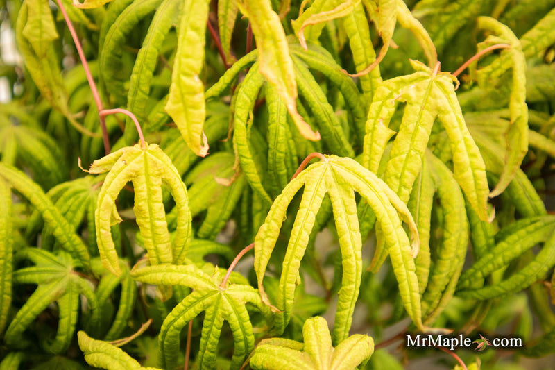 - Acer palmatum 'Bloody Talons' Japanese Maple - Mr Maple │ Buy Japanese Maple Trees