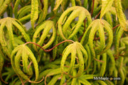 - Acer palmatum 'Bloody Talons' Japanese Maple - Mr Maple │ Buy Japanese Maple Trees