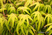 - Acer palmatum 'Bloody Talons' Japanese Maple - Mr Maple │ Buy Japanese Maple Trees