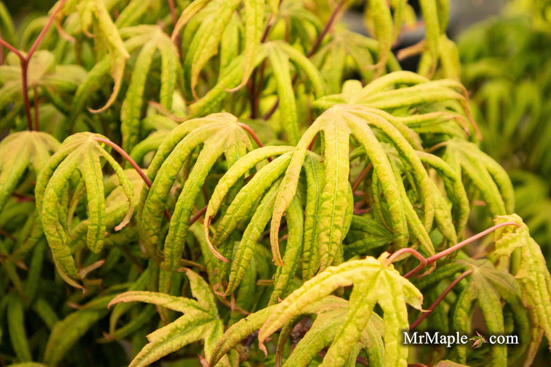 - Acer palmatum 'Bloody Talons' Japanese Maple - Mr Maple │ Buy Japanese Maple Trees