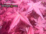 - Acer palmatum 'Bonfire' Japanese Maple - Mr Maple │ Buy Japanese Maple Trees
