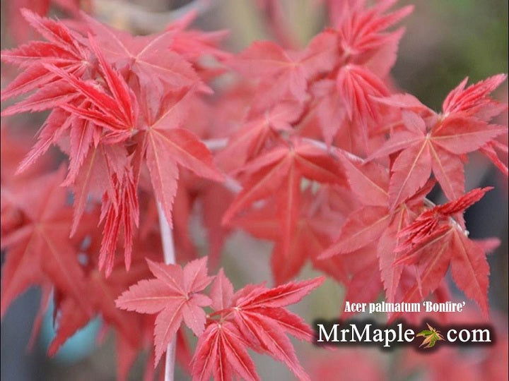 - Acer palmatum 'Bonfire' Japanese Maple - Mr Maple │ Buy Japanese Maple Trees