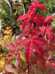 - Acer palmatum 'Bonfire' Japanese Maple - Mr Maple │ Buy Japanese Maple Trees