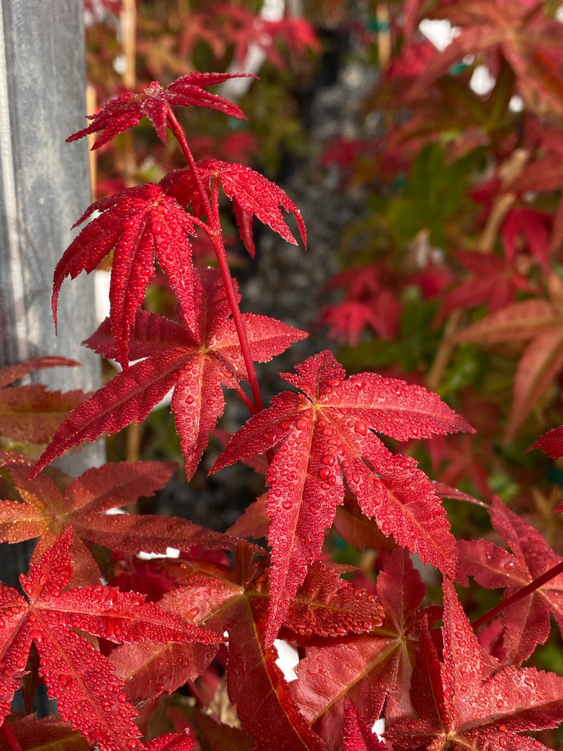 - Acer palmatum 'Bonfire' Japanese Maple - Mr Maple │ Buy Japanese Maple Trees
