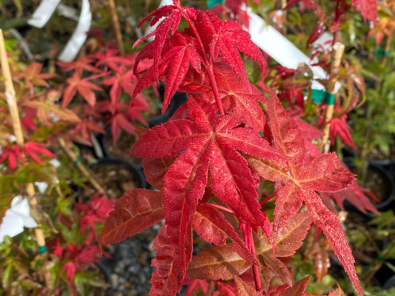 - Acer palmatum 'Bonfire' Japanese Maple - Mr Maple │ Buy Japanese Maple Trees