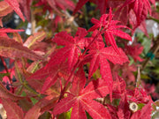 - Acer palmatum 'Bonfire' Japanese Maple - Mr Maple │ Buy Japanese Maple Trees