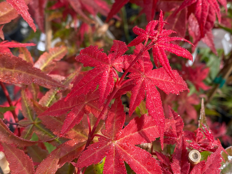 - Acer palmatum 'Bonfire' Japanese Maple - Mr Maple │ Buy Japanese Maple Trees