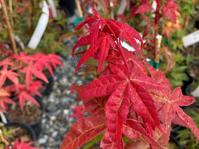 - Acer palmatum 'Bonfire' Japanese Maple - Mr Maple │ Buy Japanese Maple Trees
